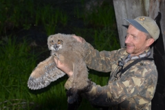 Eagle owl (Bubo bubo) in the hands of the researcher Sergei Gashchak
