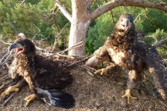 White-tailed sea eagle (Haliaeetus albicilla) nestlings