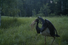 Black stork (Ciconia nigra)