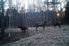 Red deers (Cervus elaphus)