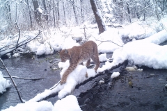 Eurasian lynx (Felis lynx)