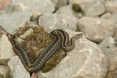 Viper (Vipera)