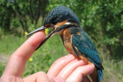 Kingfisher (Alcedo)