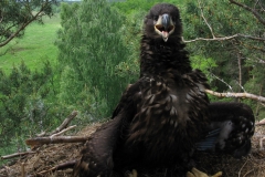 White-tailed sea eagle (Haliaeetus albicilla)