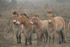 Przewalski's horses (Equus caballus)