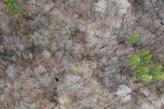 Chornobyl's forest