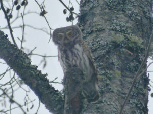 The pygmy-owl