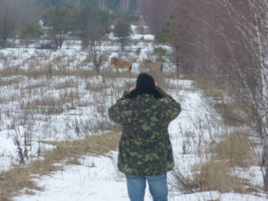 Observation of the horses