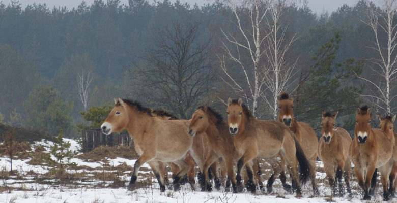 Табун лошадей Пржевальского