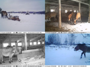 Examples of photos sent by trail cameras