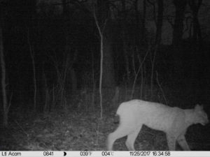 A lynx in front of the trail camera