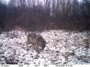 A wolf in front of the trail camera