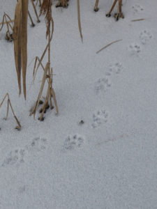 The otter tracks