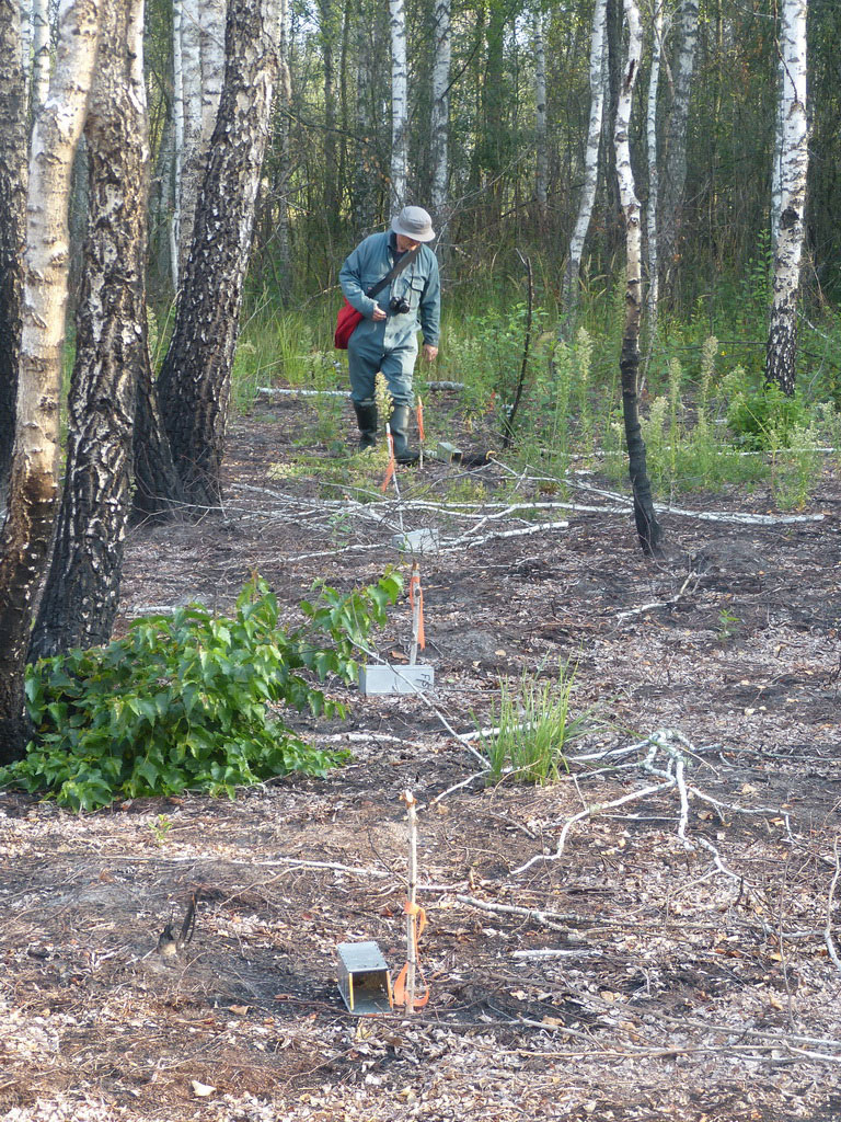 Перевірка пасток-живоловок на дослідній ділянці/Check of live traps at the research site