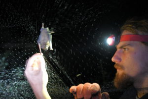 Звільнення кажана з тенет/Releasing a bat from the net