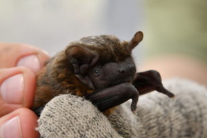 Руда вечірниця – самий звичайний вид кажанів регіону/A common noctule is the most ordinary species of bats in the region