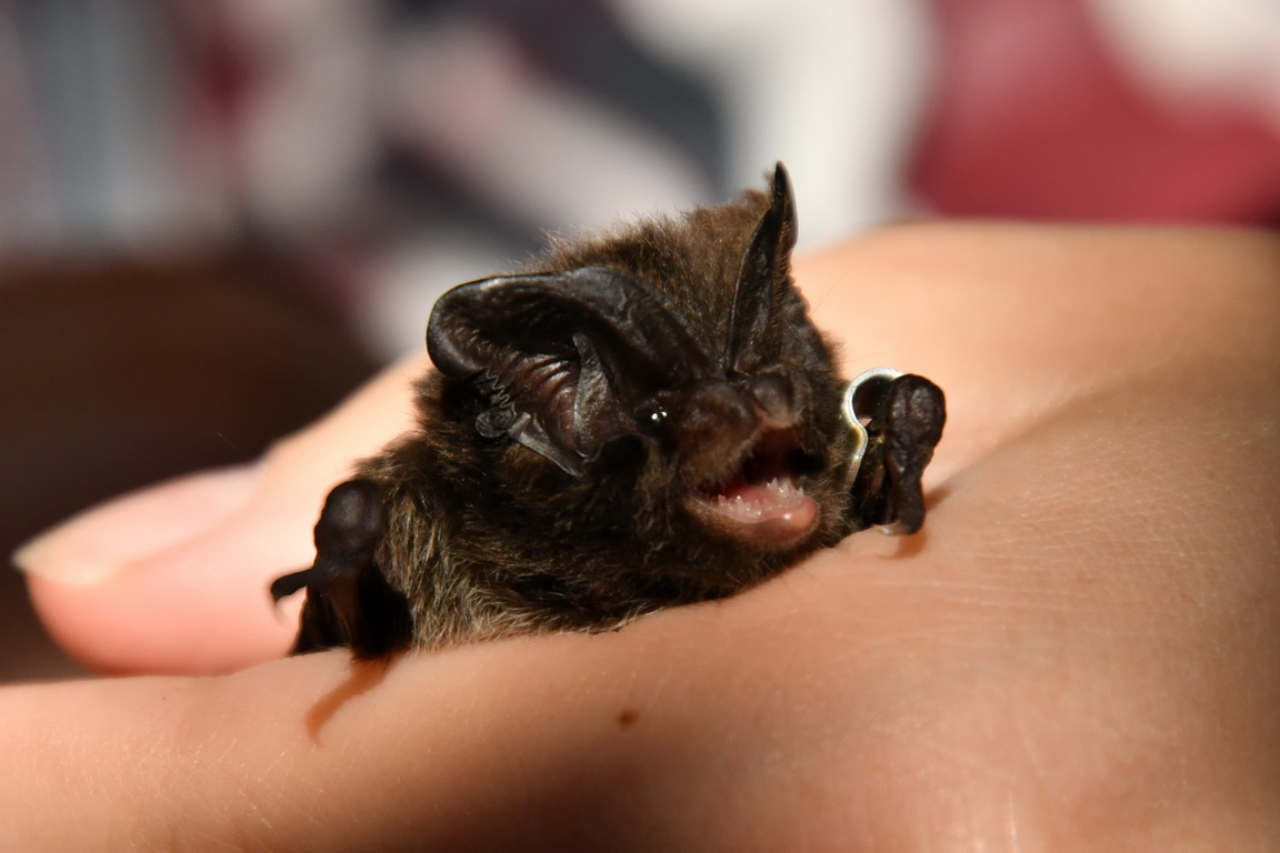 Широковух європейський – рідкісний вид Європи/The European free-tailed bat is a rare species of Europe