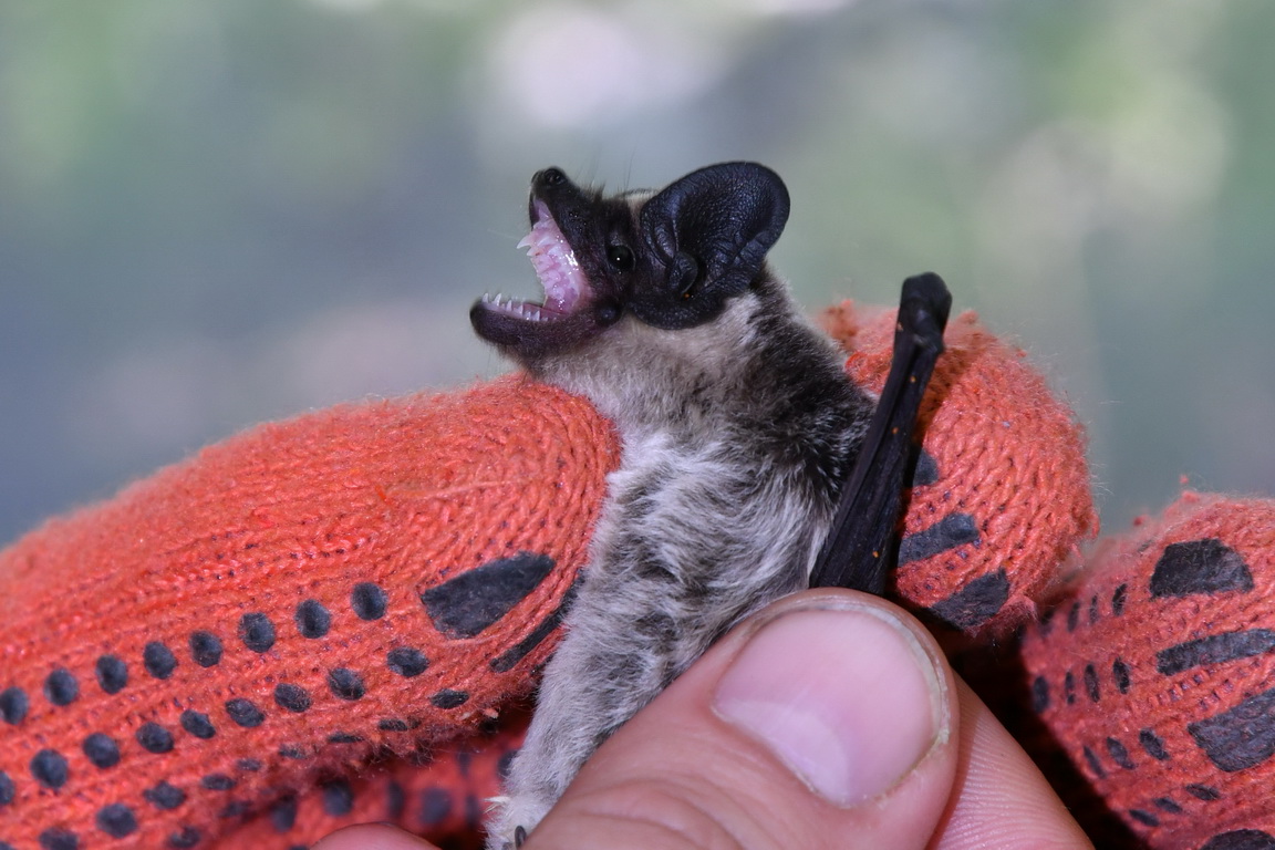 Лилик двоколірний – найкрасивіший кажан регіону/A two-color bacon is the most beautiful bat of the region