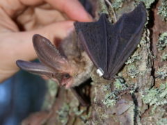 Вухань звичайний – місцевий вид (залишається на зиму)/A common two-eared bat is local species (it stays for the winter)