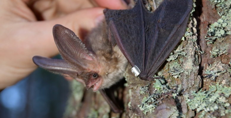 Вухань звичайний – місцевий вид (залишається на зиму)/A common two-eared bat is local species (it stays for the winter)
