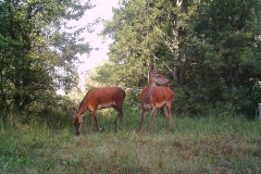 Red deer does (Cervus elaphus)
