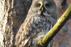 Great grey owl (Strix nebulosa)