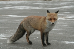 Fox (Vulpes)