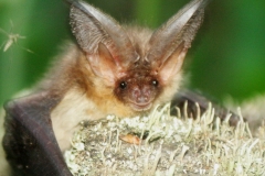 Long-eared bat (Plecotus auritus)