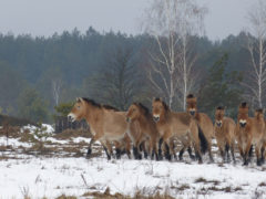 Табун коней Пржевальського