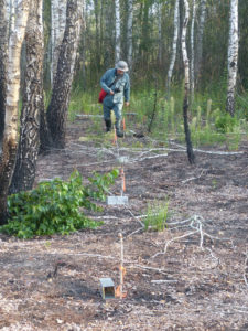 Перевірка пасток-живоловок на дослідній ділянці/Check of live traps at the research site