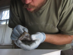 Обдування тварини – спосіб збору ектопаразитів/Blowing animals - a way of collecting ectoparasites