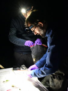 Дослідники під час нічних відловлювань жаб-рахкавок/The researchers during the night captures of the tree-frogs