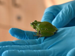 Рахкавка/A tree-frog