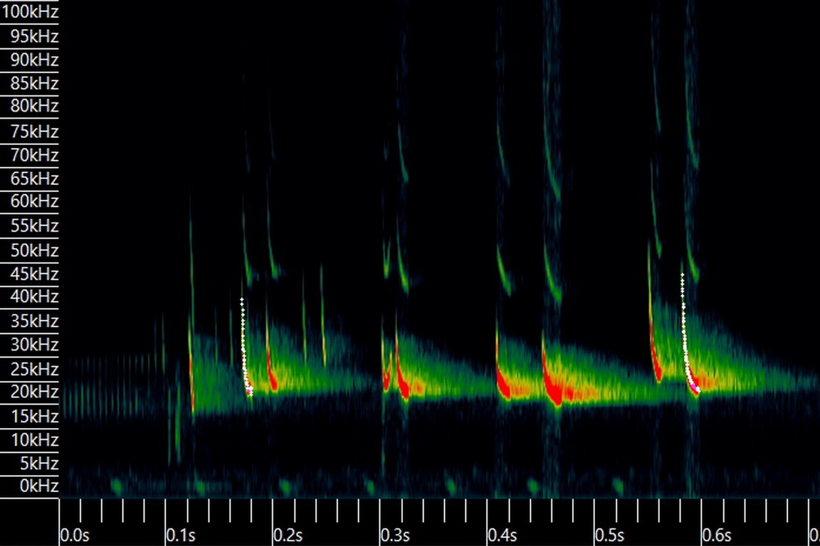 Елементи ультразвукової вокалізації кажанів/Elements of ultrasonic vocalization of bats